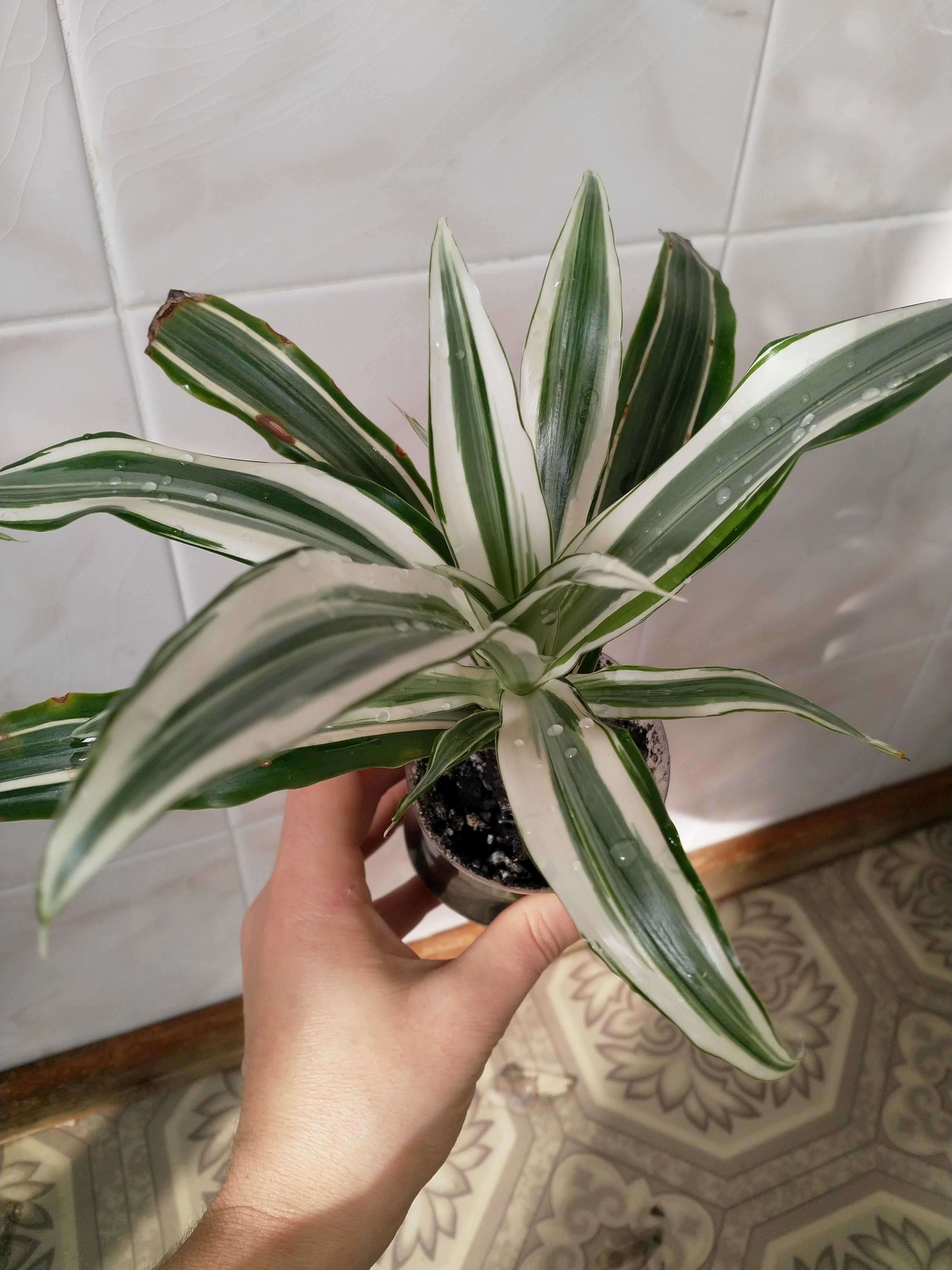 Драцена (Dracena Deremensis) вариегатная