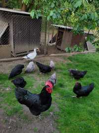 Australorp jaja lęgowe