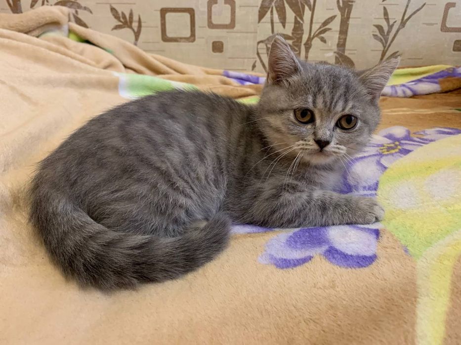 Шотландские котята