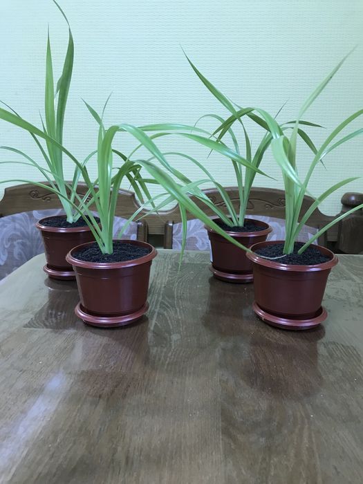 Вазони панданус юкка