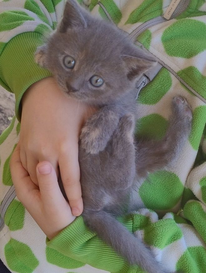 Віддам котиків в добрі руки