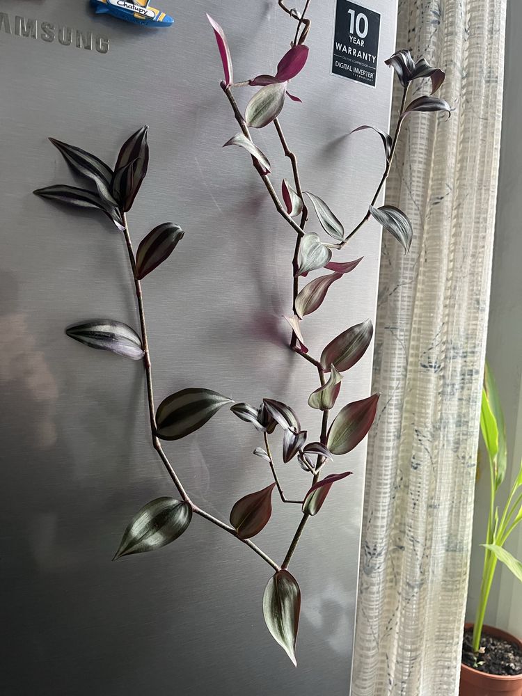 Trzykrotka (Tradescantia zebrina) sadzonki/szczepki
