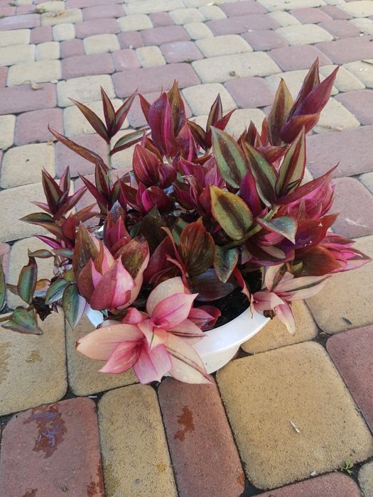 Традесканція чудова