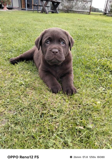 Szczeniak Labrador