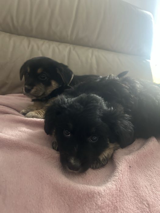 oddam pieski za darmo