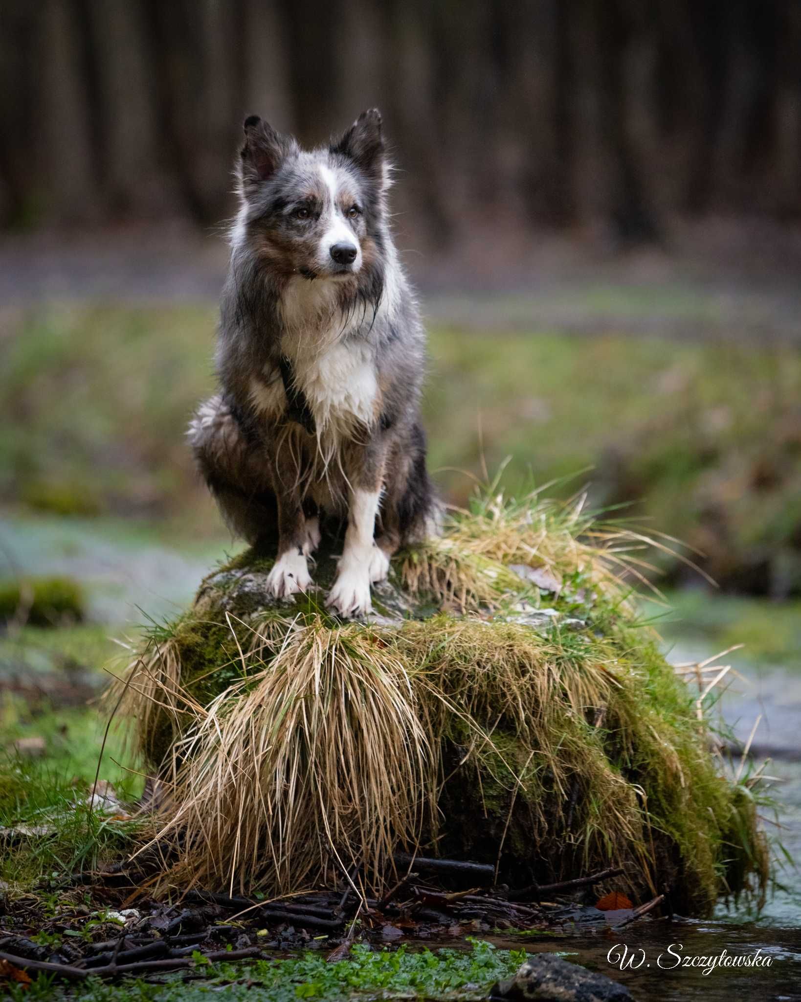 Border Collie - reproduktor ZkwP / FCI - krycie