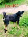 Teodor poleca się do adopcji:)