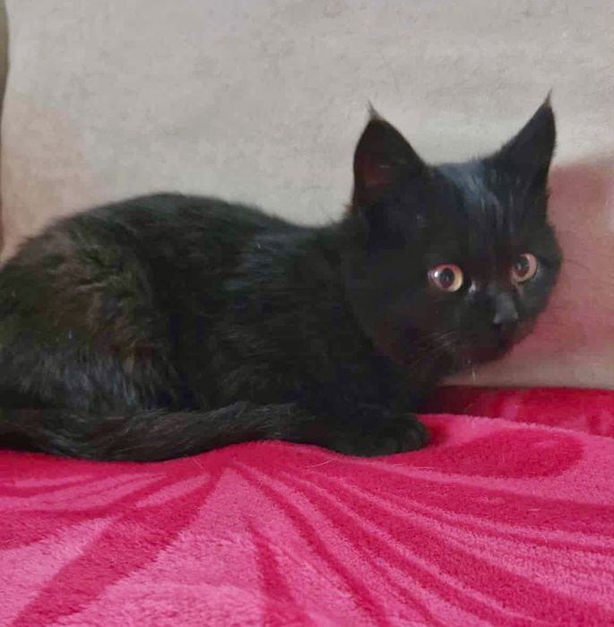 Чорне кошенятко хлопчик шукає найкращий дім! Котик 2 місяці.