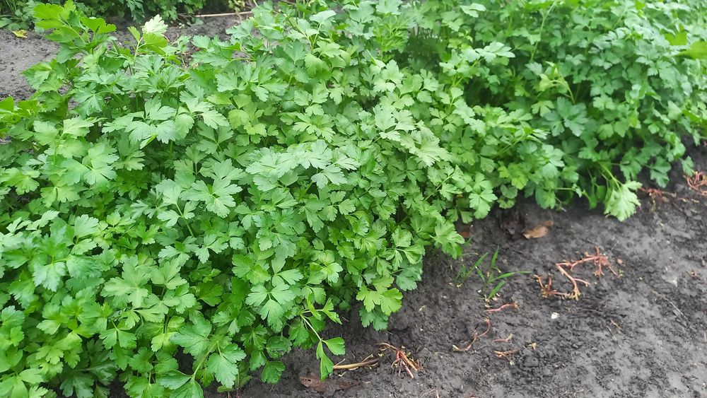 Домашняя петрушка свежая- 80 грн. Тыква -15 грн