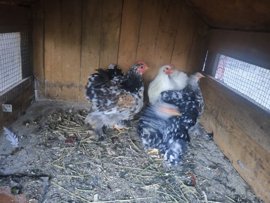 Koguty Kochin karzełek