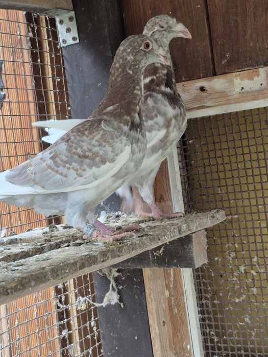 Gołebie Staropolskie