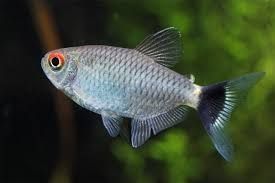 Tetra Olho-de-fogo