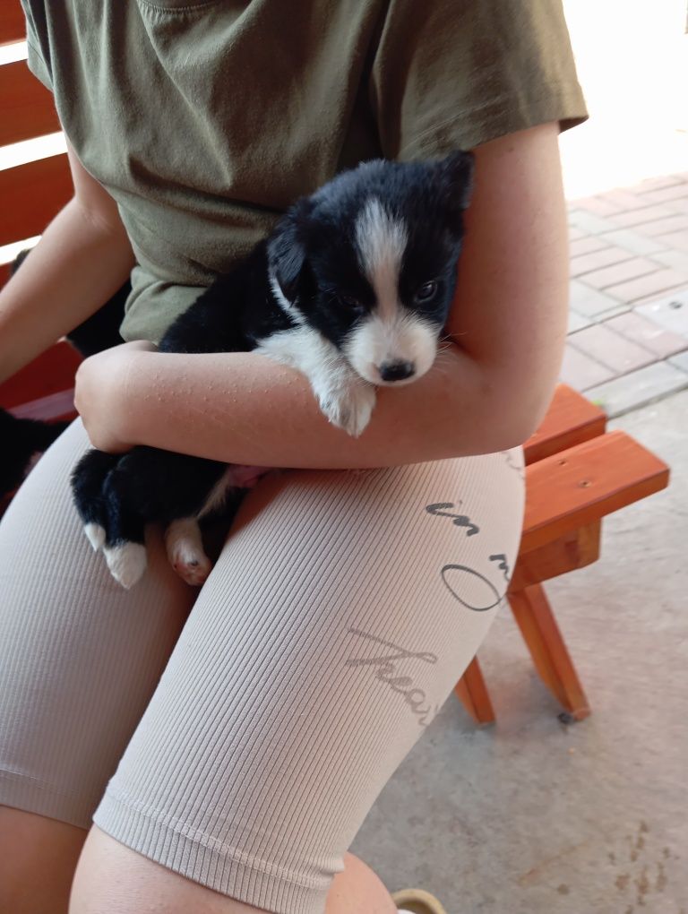 Suczka border collie