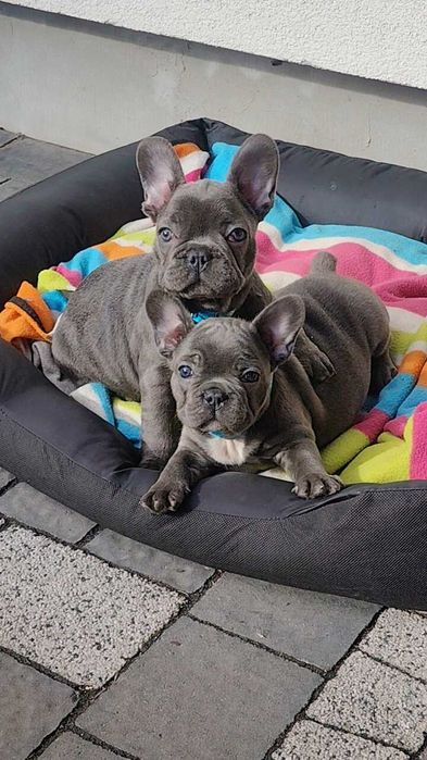 JUŻ do ODBIORU Buldog francuski BLUE niebieski pies suczka szczeniak