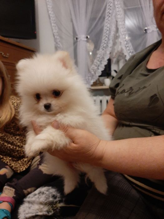 Szpic miniaturowy pomeranian chlopak
