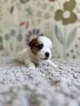 Jack Russell Terrier- sunia JRT szorstkowłosa FCI ZKwP