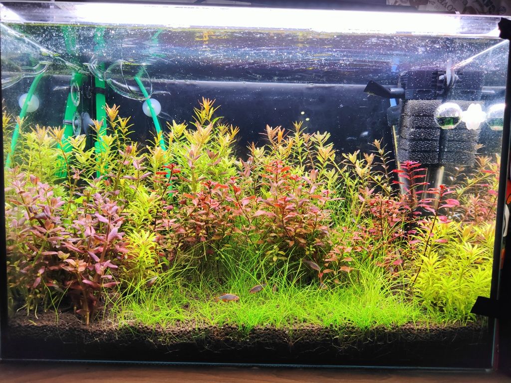 LIMNOPHILA SESSILIFLORA 10 sadzonek + 2 gratis- możliwa wysyłka