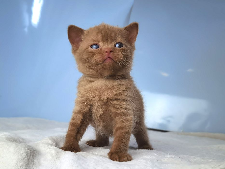 Редкий циннамоновый шотландский котик с родословной