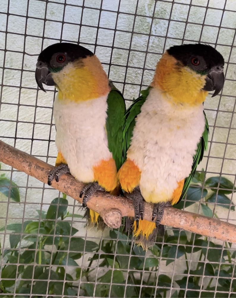 CASAL MARIANINHAS CABECA PRETA - PIONITES MELANOCEPHALA