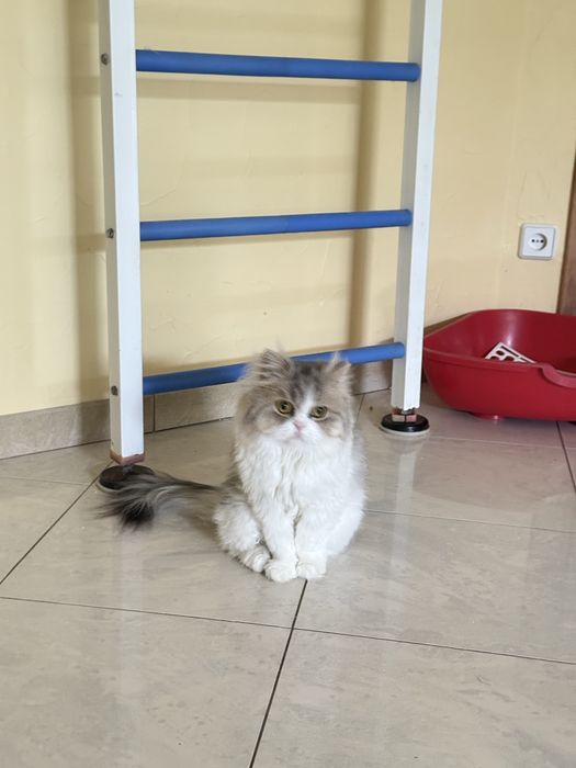 Доросла шотландська кішка