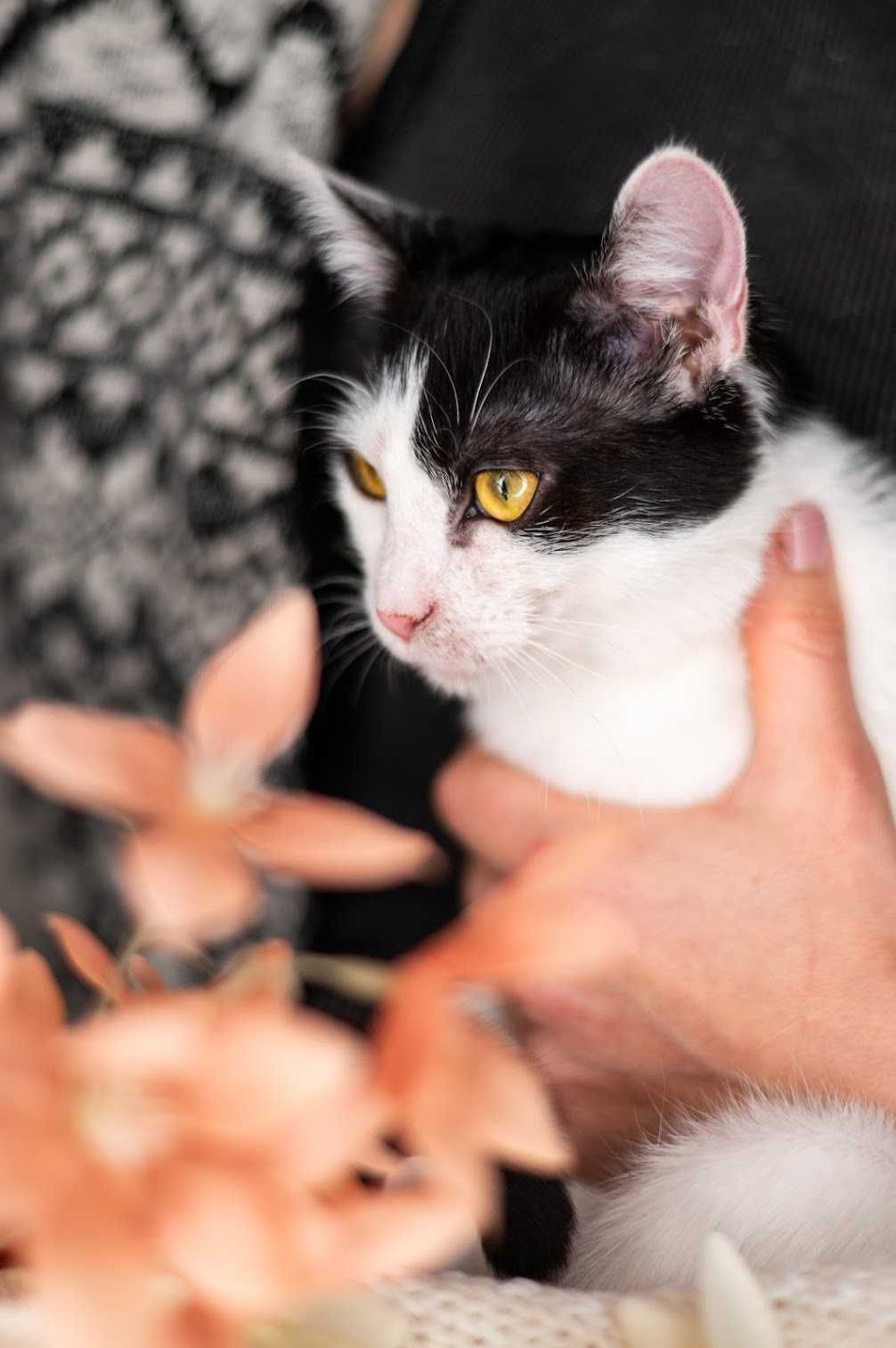 Śliczna LAWENDA czeka na adopcję