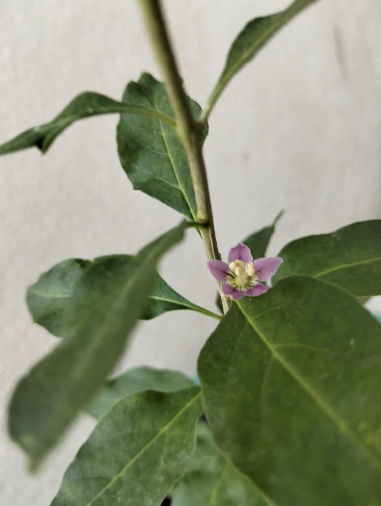 Muda de goji para venda