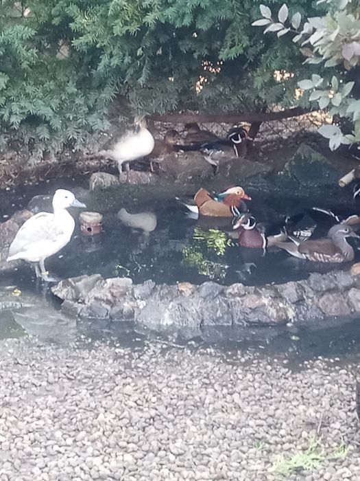 Kaczki ozdobne 2025r