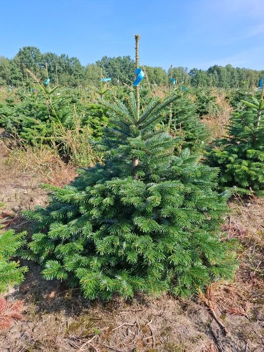 Jodła Kaukaska w donicy PREMIUM 125-150 cm/cięta od Tuchoinki.pl