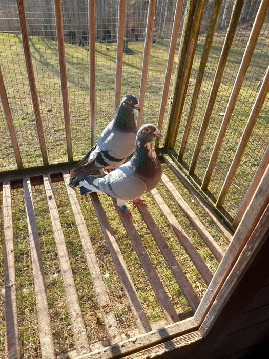 Gołębie pocztowe
