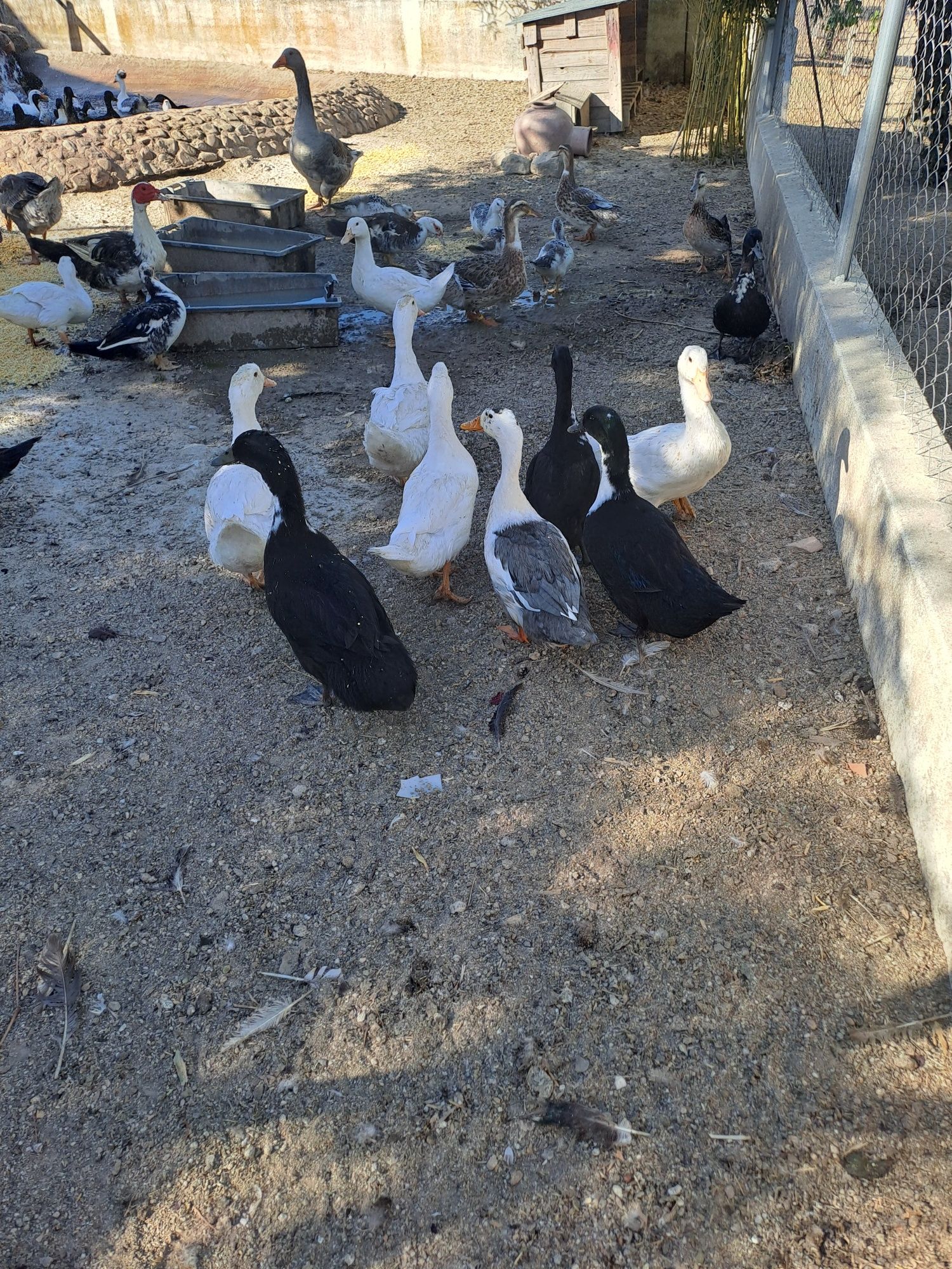 Patos pretos adultos
