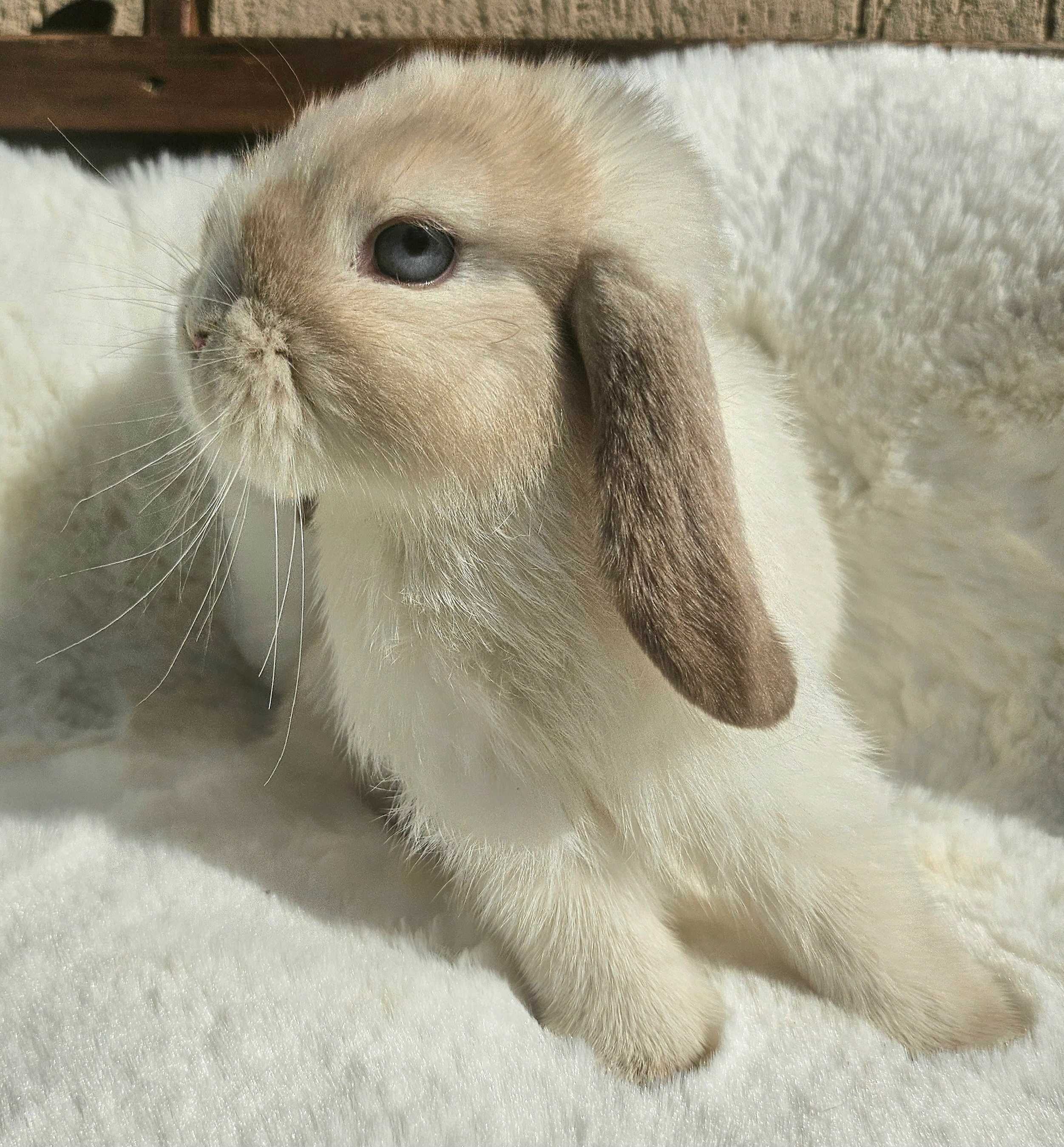 Króliki Mini Lop LIKWIDACJA HODOWLI hodowle zarejestrowane