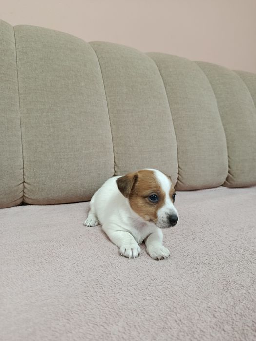 Śliczna suczka Jack Russell Terrier