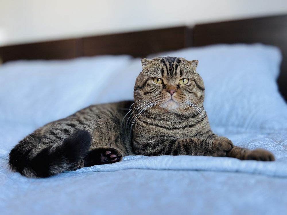 Вязка кота скотиш Фолд