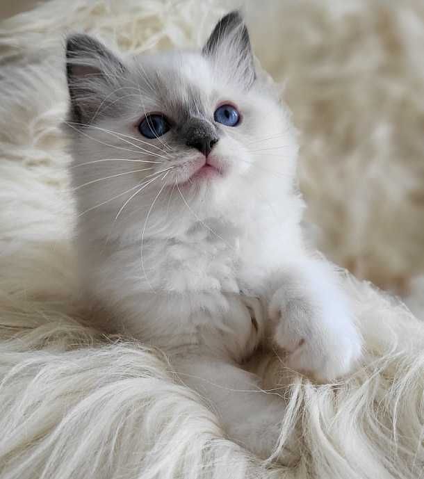 Ragdoll  z rodowodem - odbiór koniec sierpnia:)