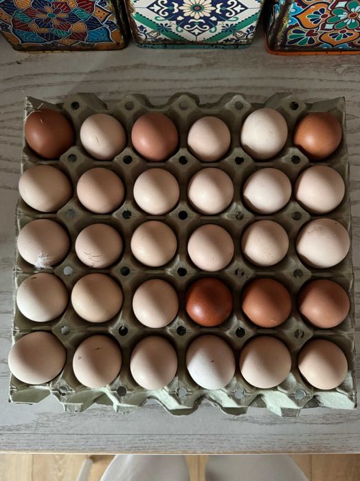 Świeże jaja wiejskie z wolnego wybiegu