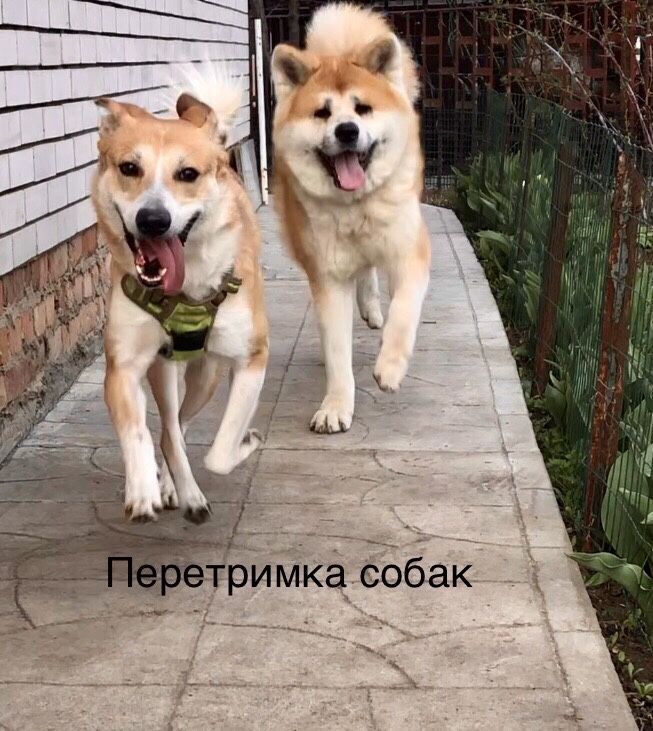 Перетримка отель для тварин
