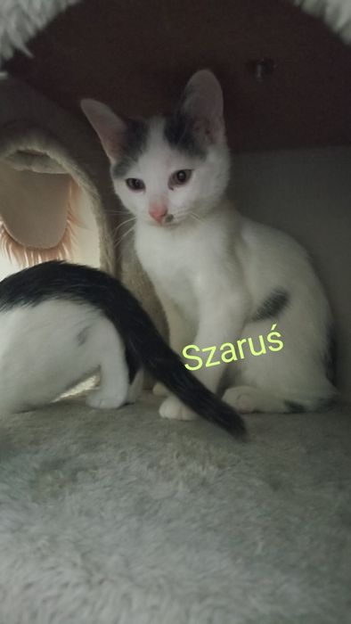 Kocięta szukają domu