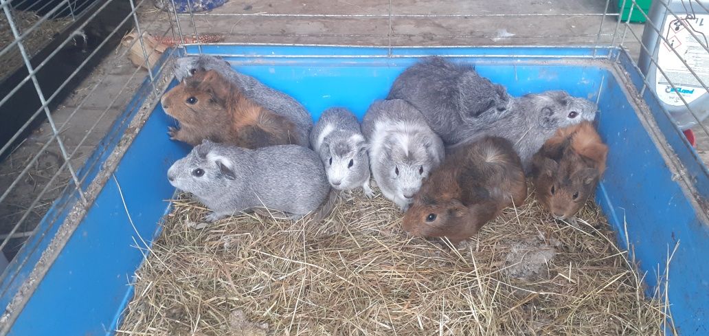 Świnka morska cawia domowa