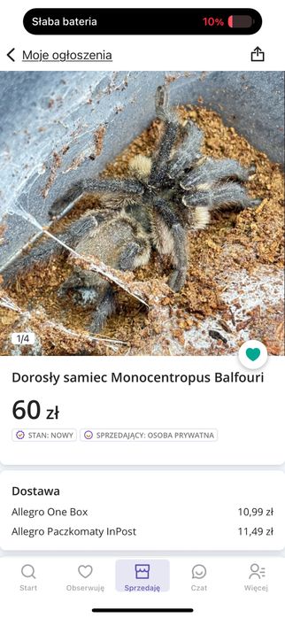 Dorosły samiec Monocentropus balfouri