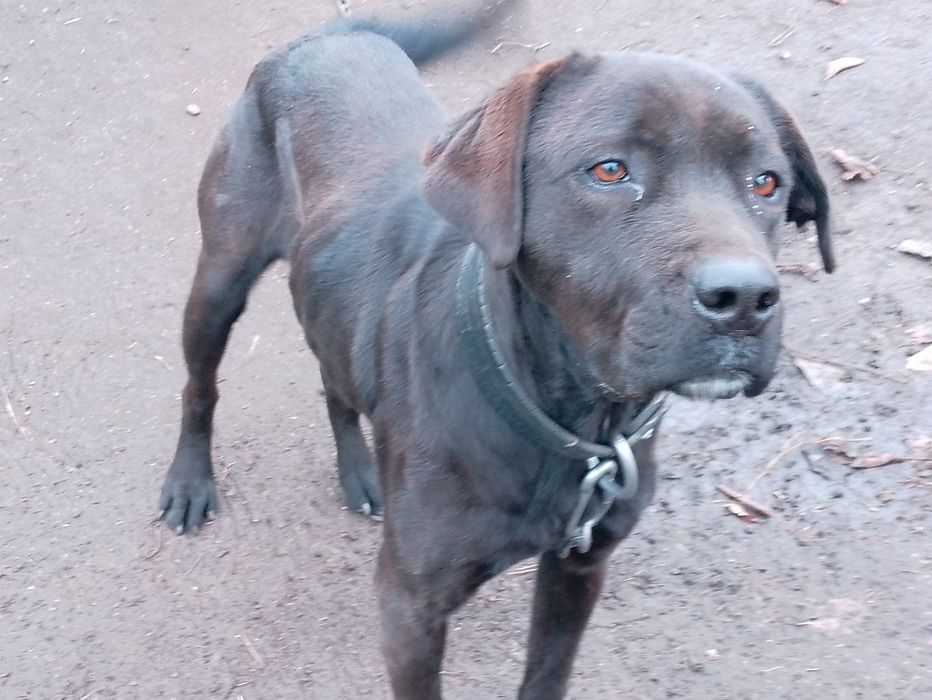 Собака герда 4 роки добра не було щенків на фото худа зараз ні