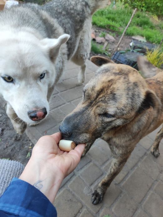 Пропав хаскі, шукаємо втікача Звенигородщина , хаска