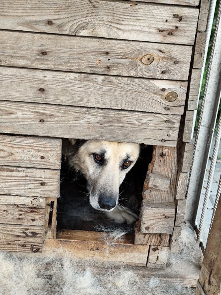 Собака,пес,Тедді в добрі руки