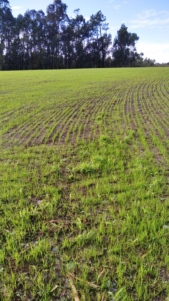 Terreno agrícola