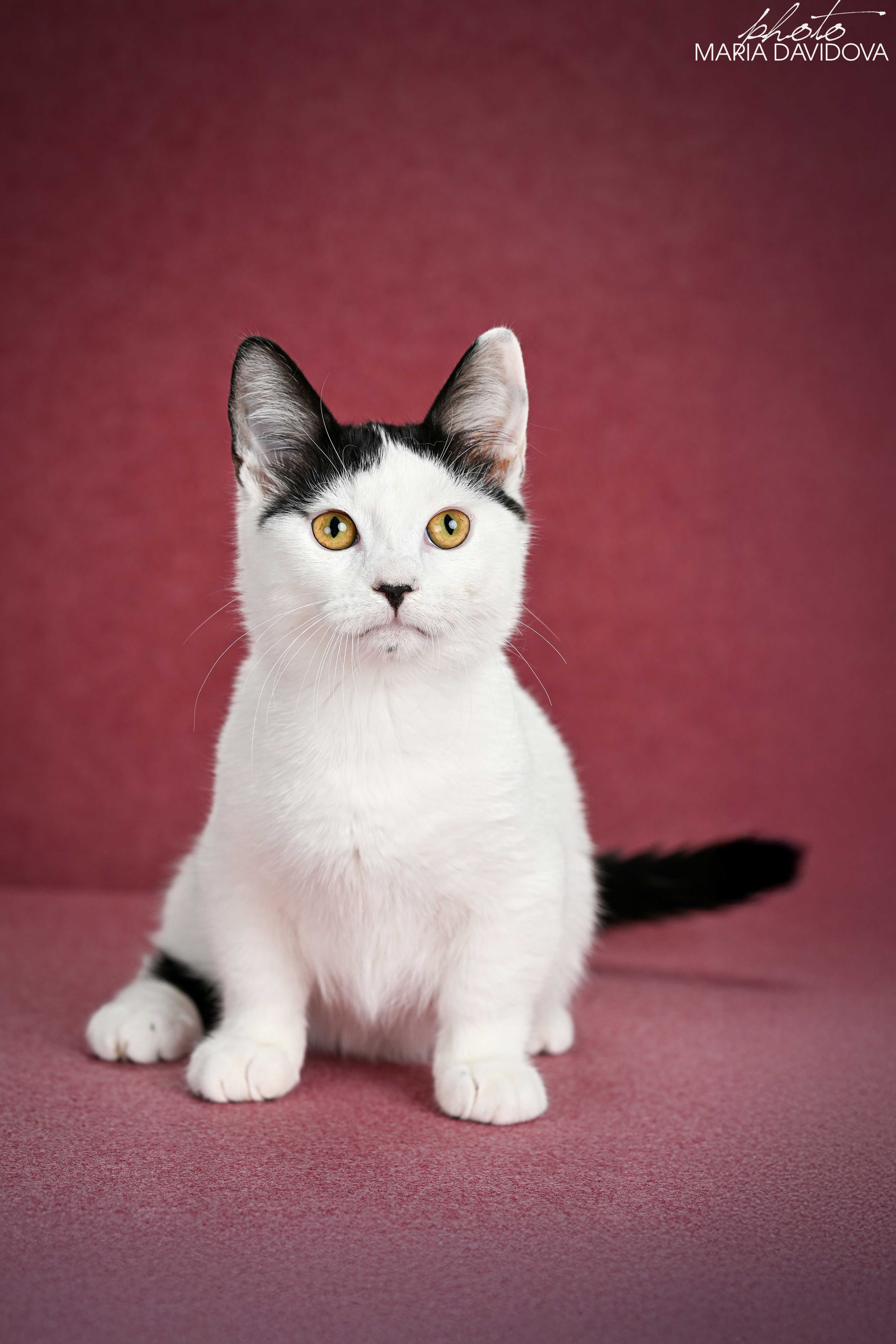 Котик, чье домашнее имя - Любчик ))
