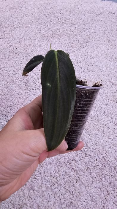 Филодендрон Гигас, Сильвер Квин, Плавмани, Бразил, Эмиральд квин