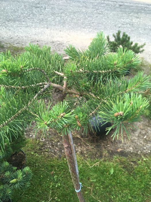 Bonsai  szczepione na pniu iglaste i liściaste  sosna katalpa klon ..
