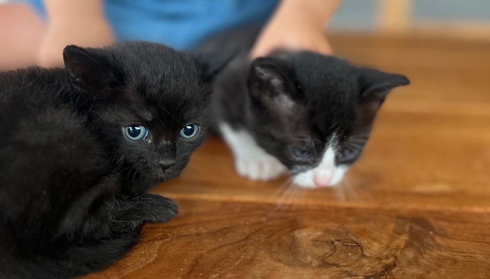 Gatinhos para adopcao