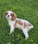 Cavalier King Charles spaniel sunia