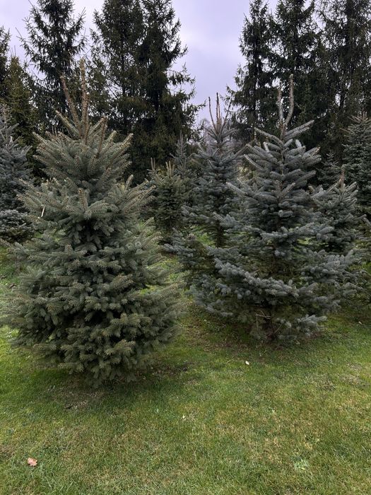 Choinki srebrne do wykopania i ścięcia