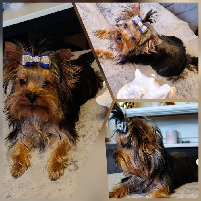 FCI ZKwP piesek Yorkshire Terrier